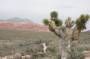 1339-0226-Red-Rock-Canyon