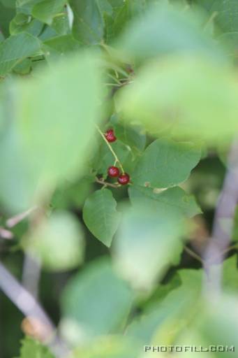 IMG_4165 Berries