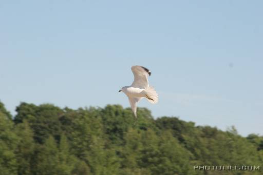 IMG_4216 In flight