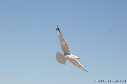 IMG_4219 In flight