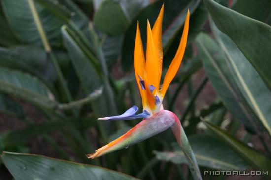 IMG_8739 Bird's of Paradise