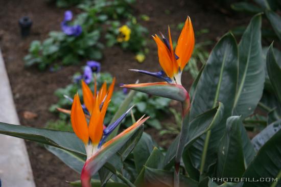 IMG_8740 Bird's of Paradise