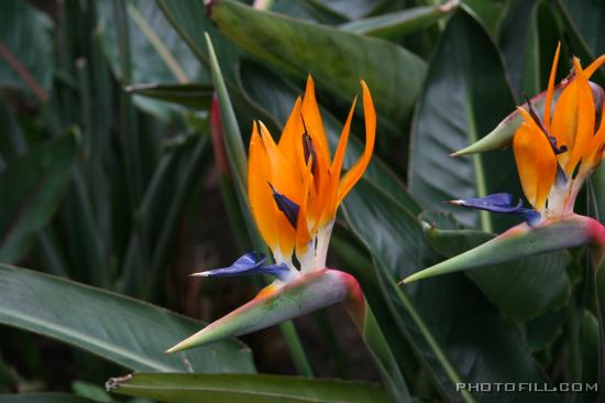 IMG_8741 Bird's of Paradise