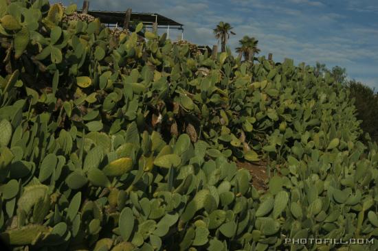 IMG_9029 Crop of cacti