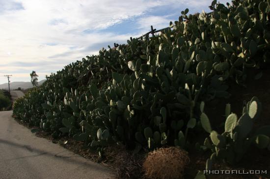 IMG_9038 Crop of cacti