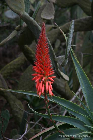 IMG_9051 Cactus flower