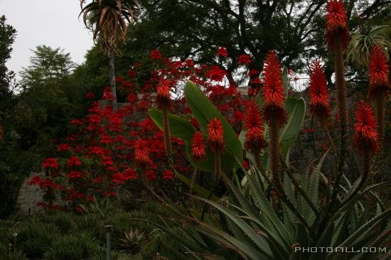 IMG_9406 Cactus Flowers