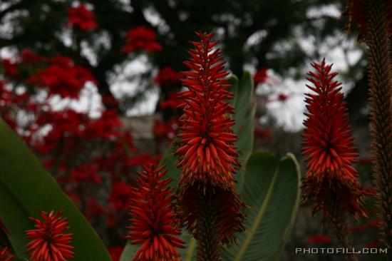 IMG_9407 Cactus Flowers