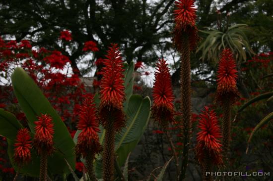 IMG_9408 Cactus Flowers