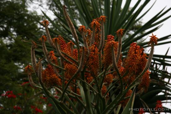 IMG_9409 Cactus Flowers