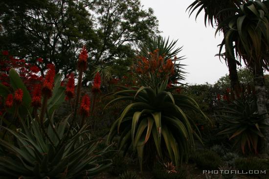 IMG_9410 Cactus Flowers