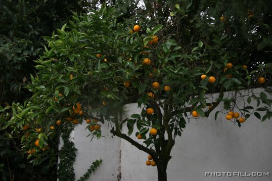 IMG_9426 Oranges