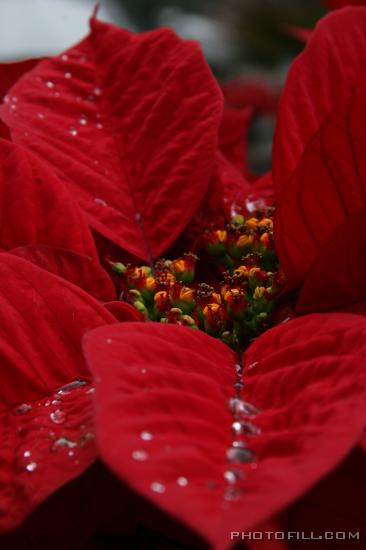 IMG_9470 Poinsettia