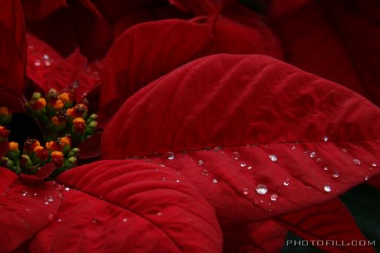 IMG_9471 Poinsettia