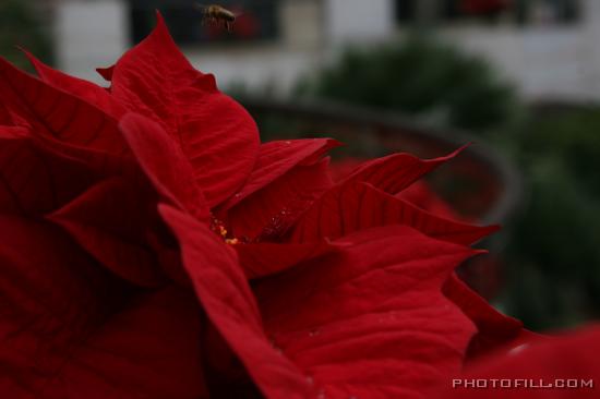 IMG_9472 Poinsettia