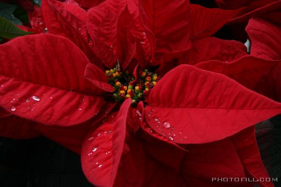 IMG_9473 Poinsettia