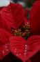 IMG_9470 Poinsettia