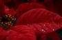 IMG_9471 Poinsettia