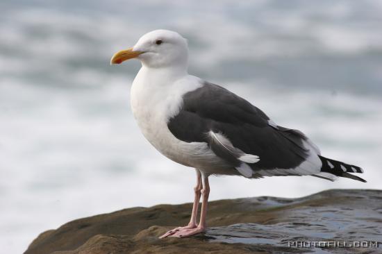 IMG_09649 Sea Gull at La Jolla Beach