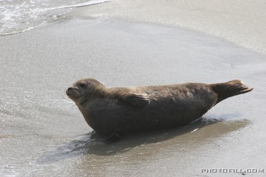 IMG_09679 Seals at La Jolla Beach