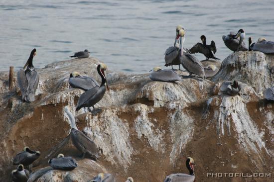 IMG_09851 La Jolla Beach Pelican Rock