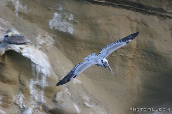 IMG_09862 La Jolla Beach Pelican Rock