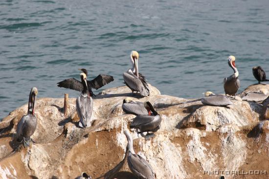 IMG_09866 La Jolla Beach Pelican Rock