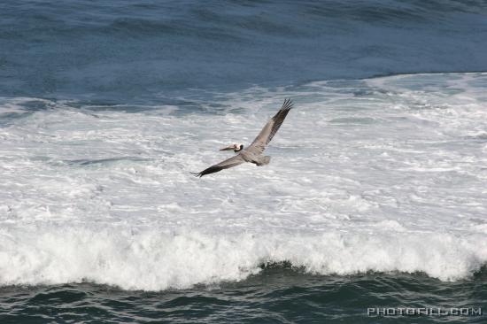 IMG_09891 La Jolla Beach