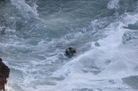 IMG_09897 La Jolla Beach Seal