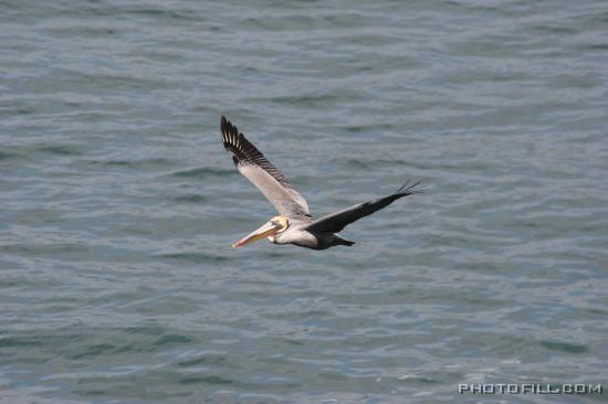 IMG_09930 Pelican, La Jolla Beach