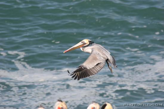 IMG_09937 Pelican, La Jolla Beach