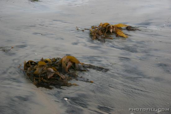 IMG_10106-0109 Seaweed at Coronado