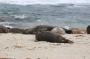 IMG_09665 Seals at La Jolla Beach
