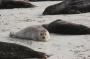 IMG_09666 Seals at La Jolla Beach