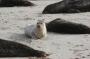IMG_09667 Seals at La Jolla Beach