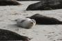 IMG_09668 Seals at La Jolla Beach