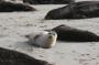 IMG_09669 Seals at La Jolla Beach