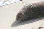 IMG_09671 Seals at La Jolla Beach
