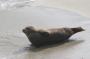 IMG_09679 Seals at La Jolla Beach