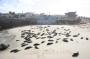 IMG_09681 Seals at La Jolla Beach