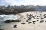 IMG_09682 Seals at La Jolla Beach