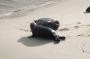 IMG_09719 Seals at La Jolla Beach