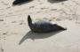 IMG_09721 Seals at La Jolla Beach