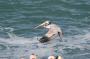 IMG_09937 Pelican, La Jolla Beach