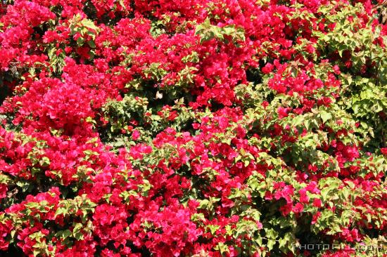 IMG_0211 Red Bush