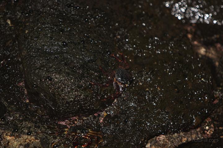 0815-Hawaii2008.jpg - Lahaina crabs