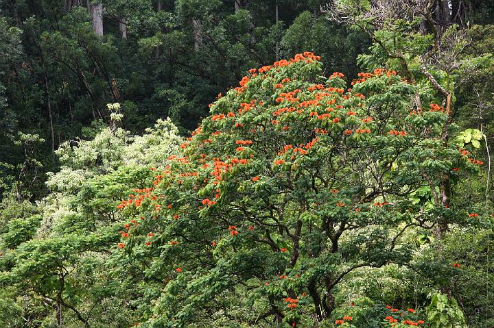 0842-Hawaii2008.jpg - Road to Hana