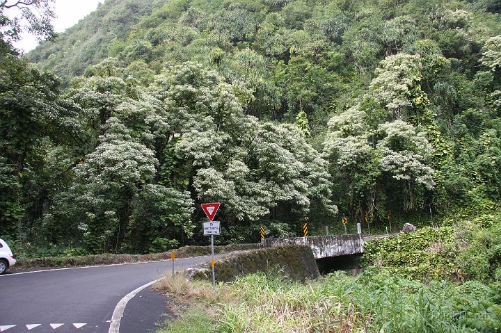 0855-Hawaii2008.jpg - Road to Hana