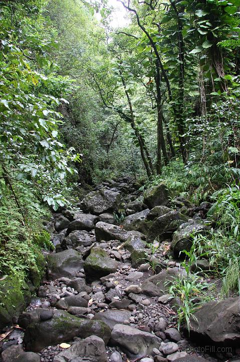 0857-Hawaii2008.jpg - Road to Hana