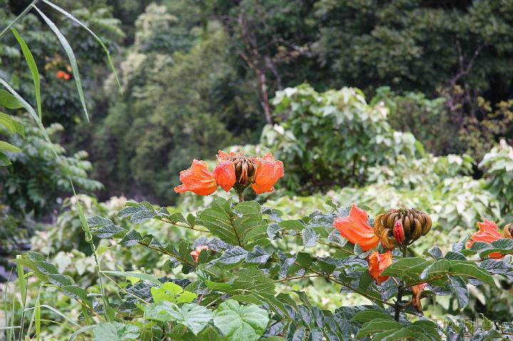 0915-Hawaii2008.jpg - Road to Hana